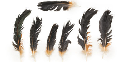 Chicken Feathers